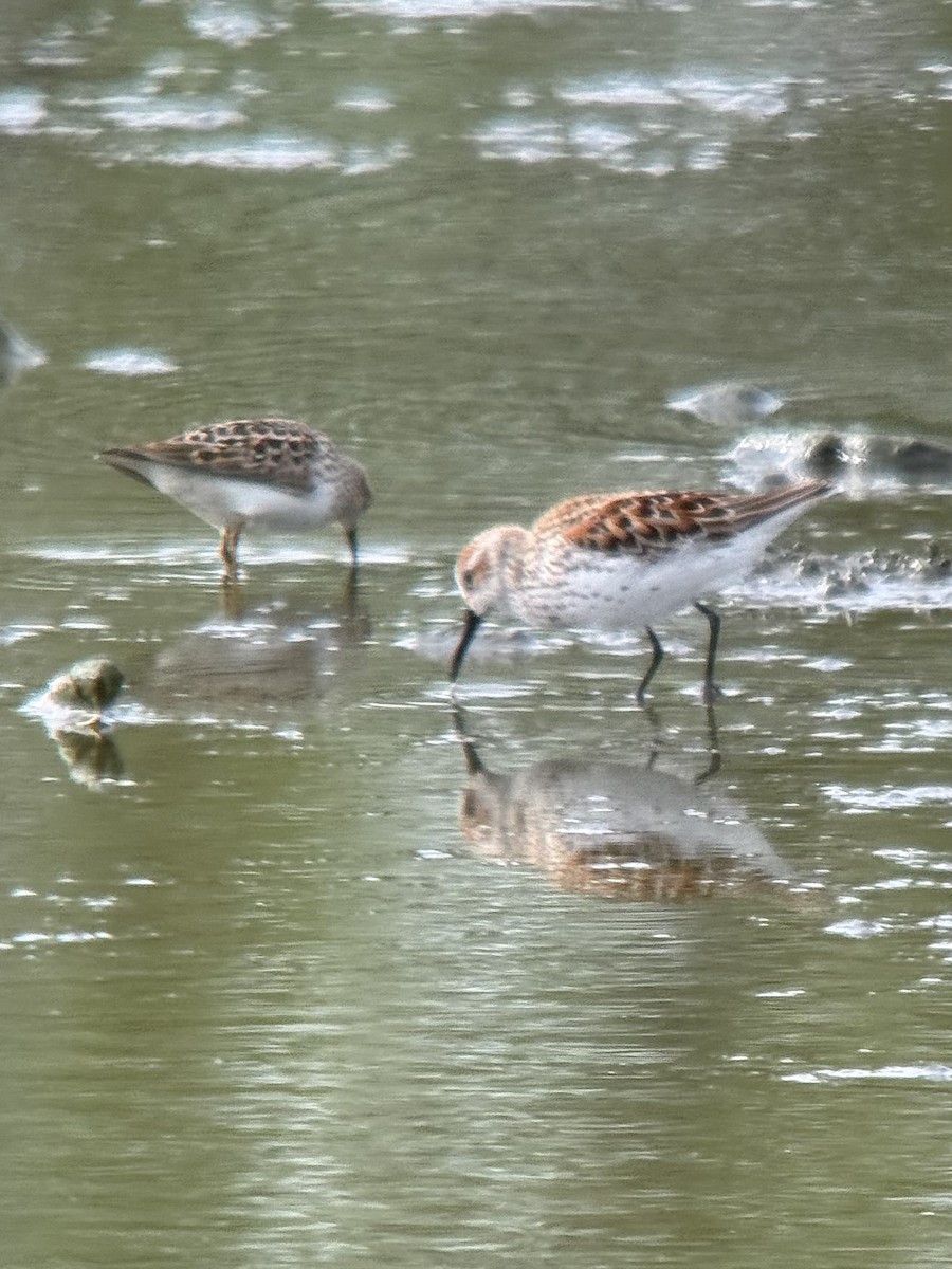 Bergstrandläufer - ML617909560