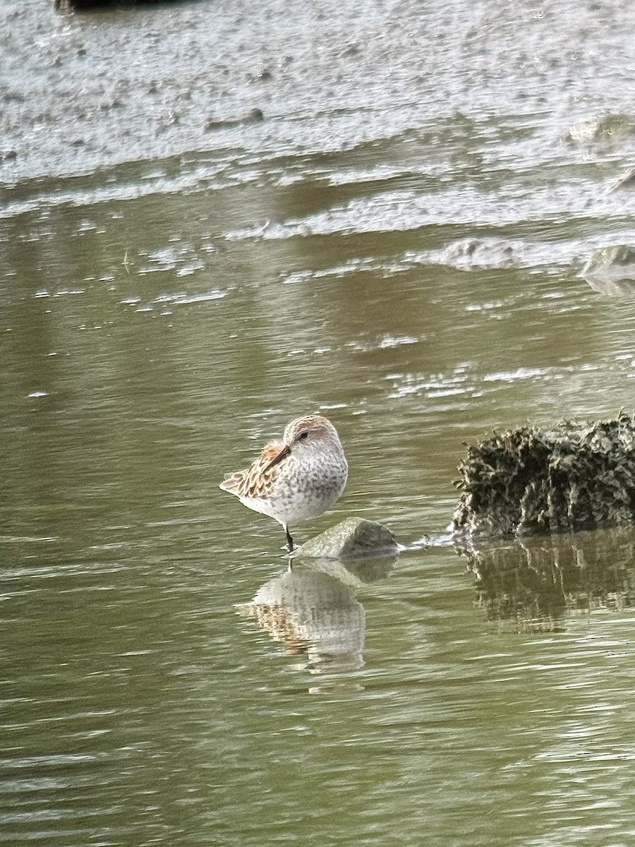 Bergstrandläufer - ML617909562