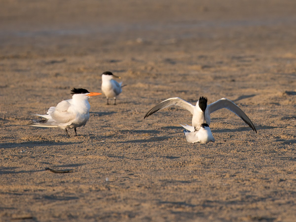 Sandwich Tern - ML617909584