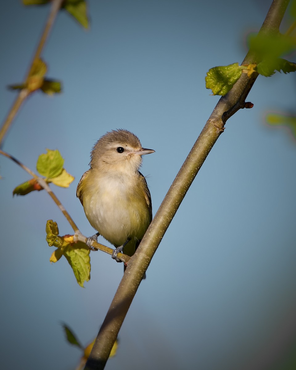 Warbling Vireo - ML617909604