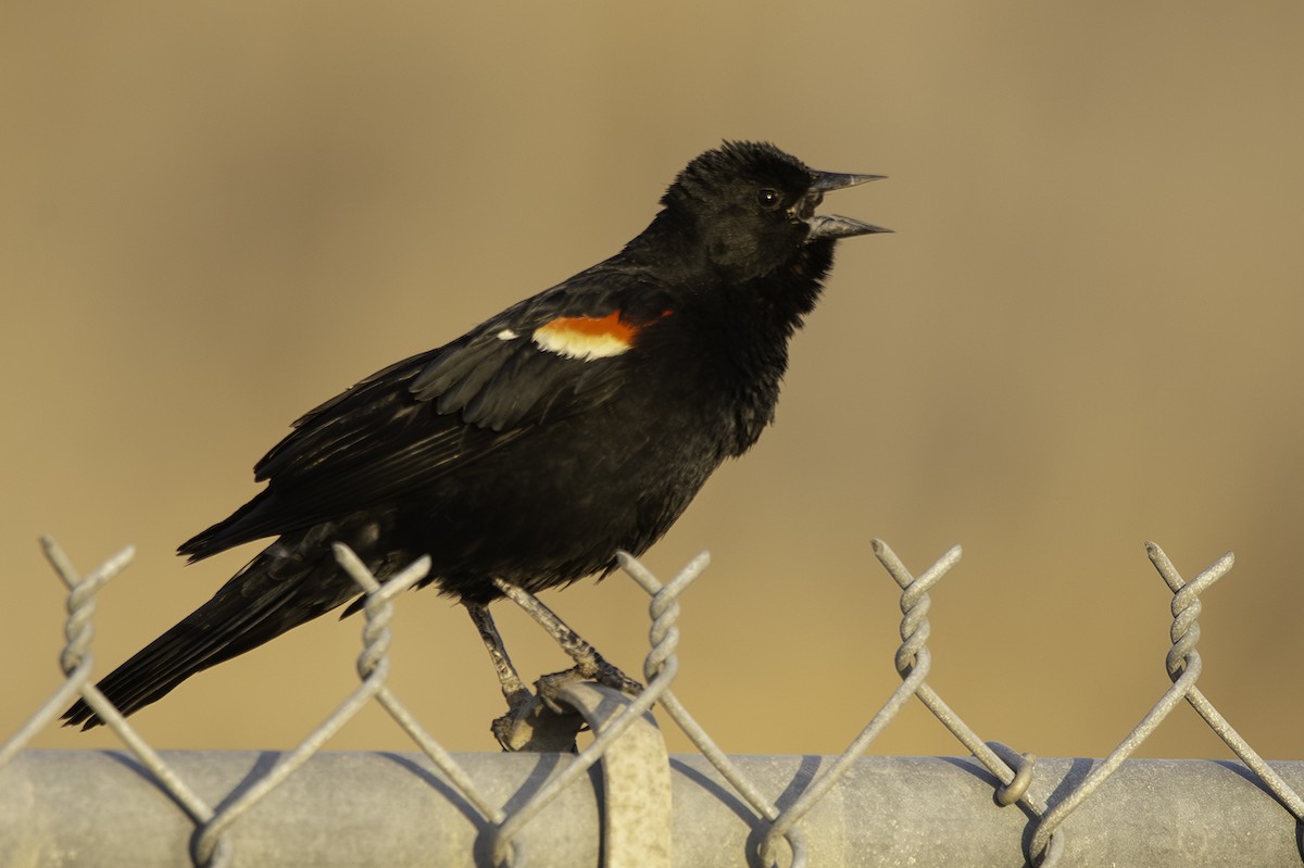 Red-winged Blackbird - ML617909612