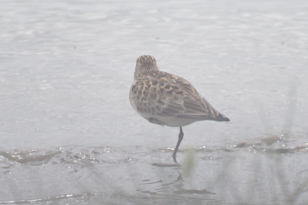 Baird's Sandpiper - ML617909646