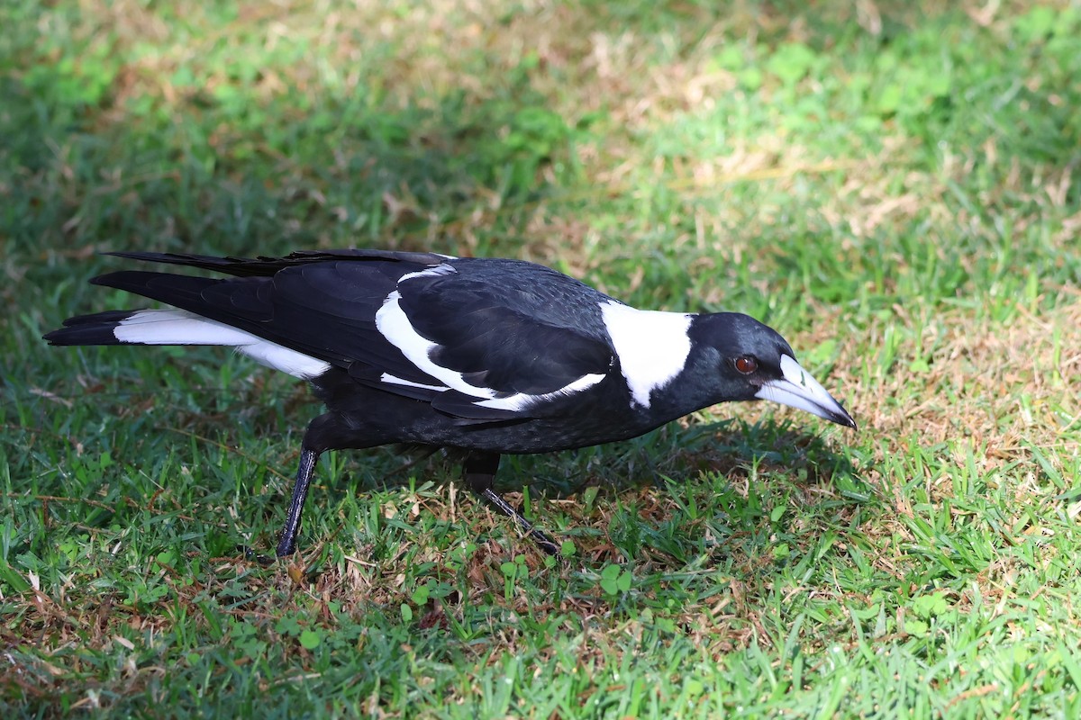 Australian Magpie - Heather Williams