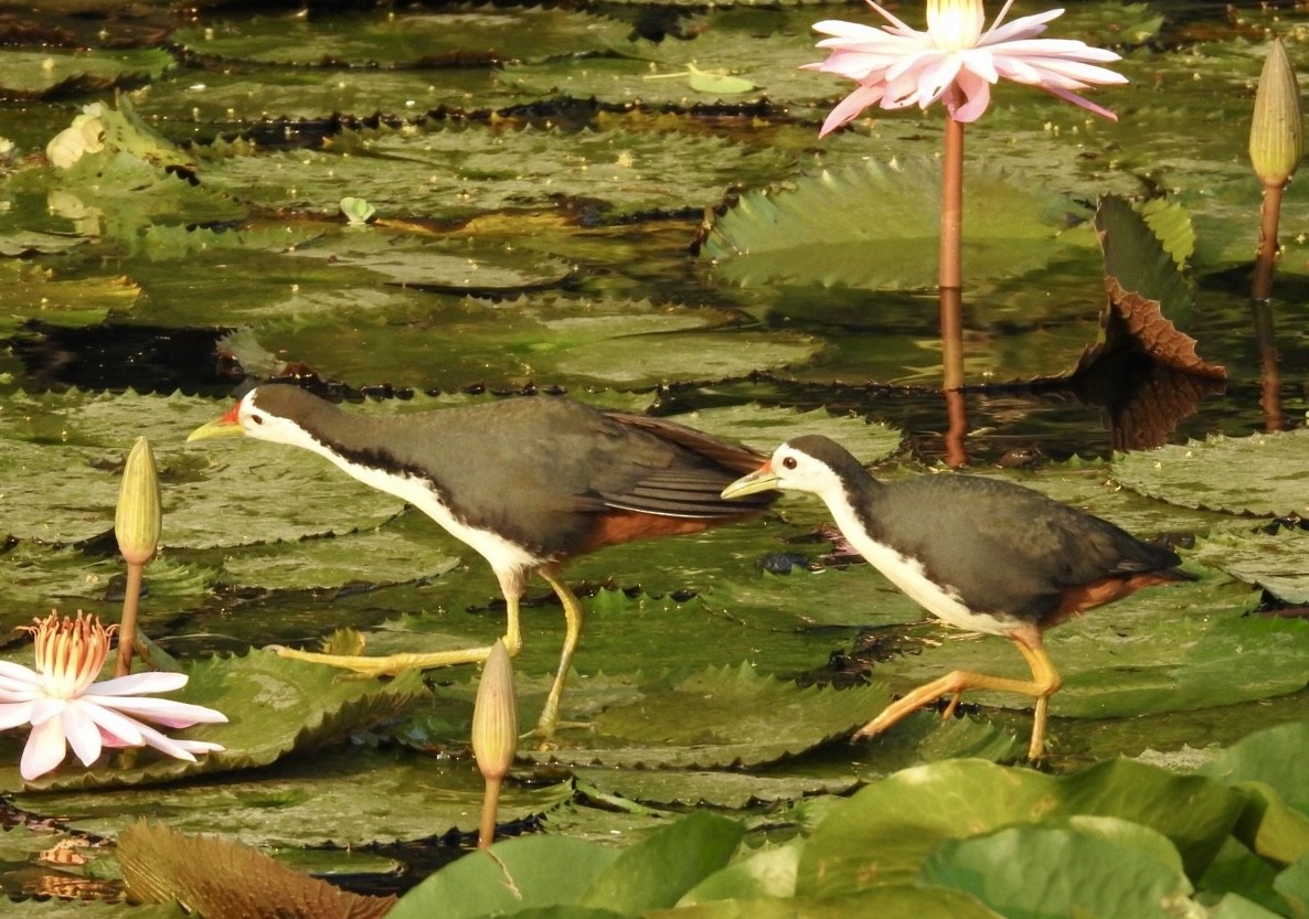 White-breasted Waterhen - ML617909743