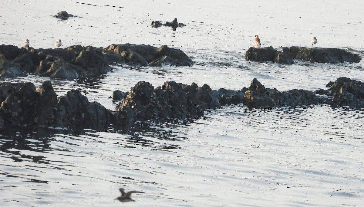 plover sp. - ML617909800