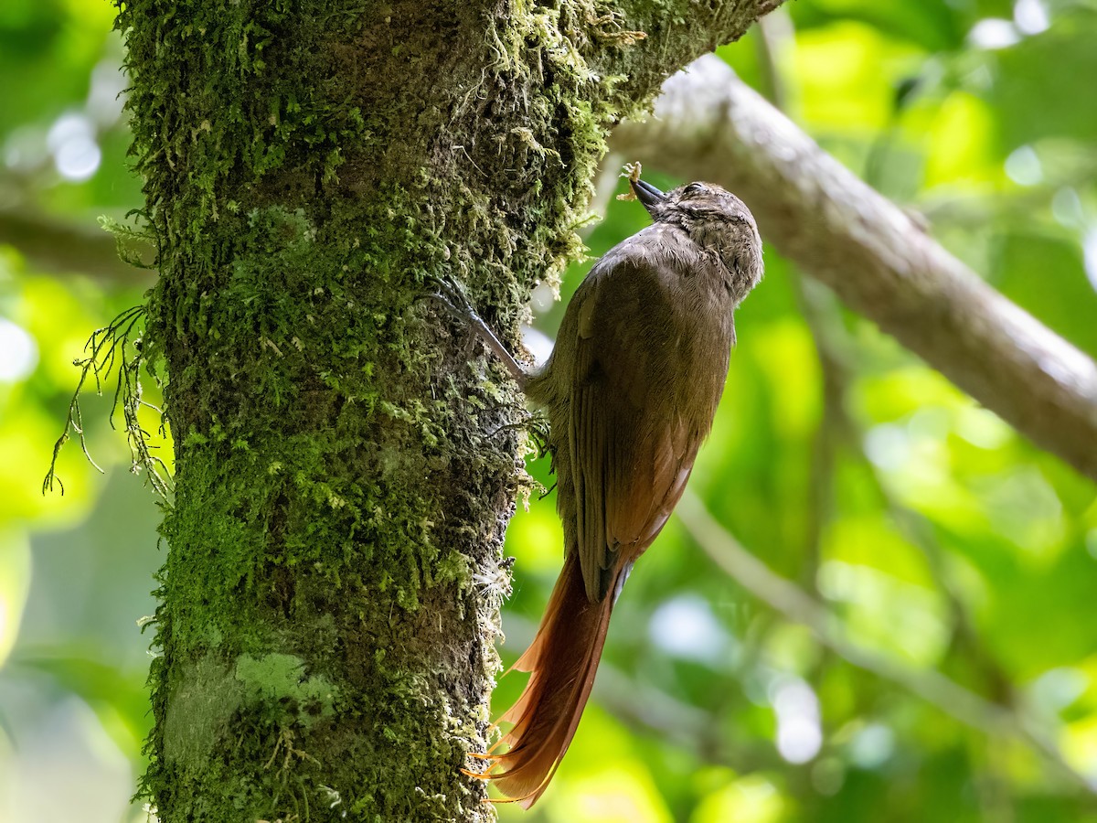 Wedge-billed Woodcreeper - Sean Sparrow