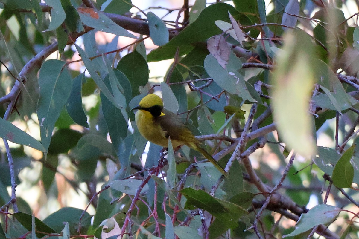 Yellow-tufted Honeyeater - ML617909892