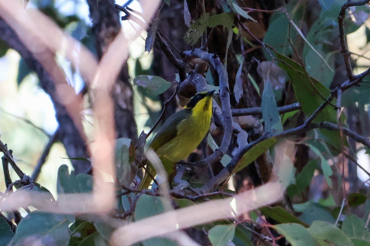 Yellow-tufted Honeyeater - ML617909893