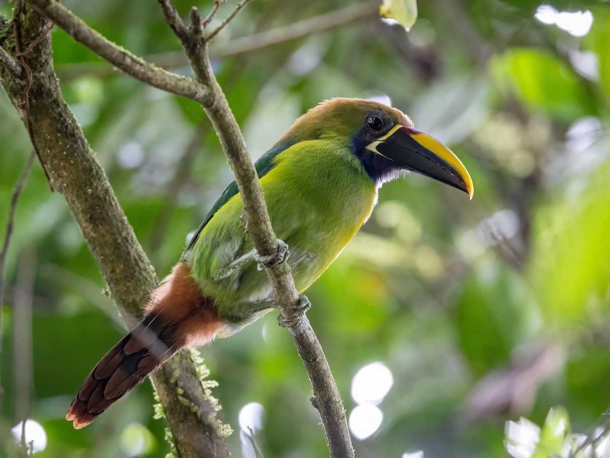 Northern Emerald-Toucanet - Sean Sparrow