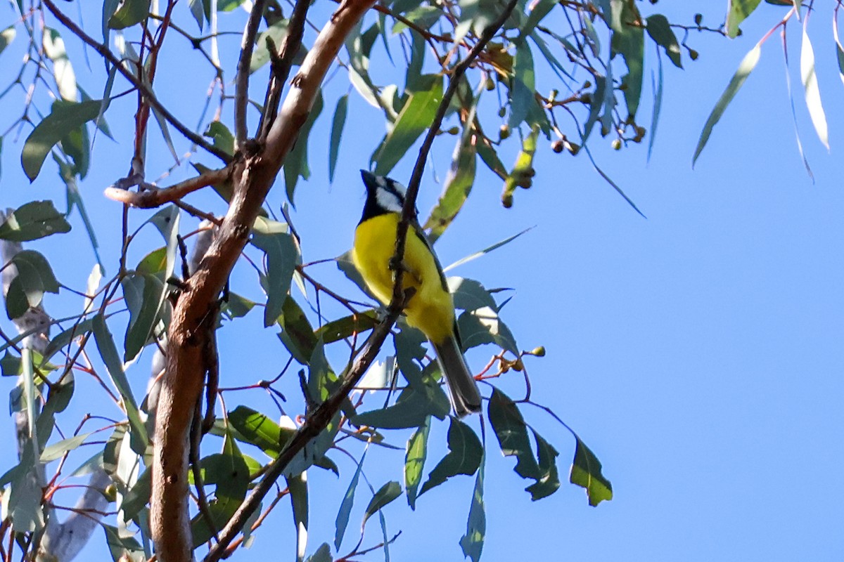 Eastern Shrike-tit - ML617909934