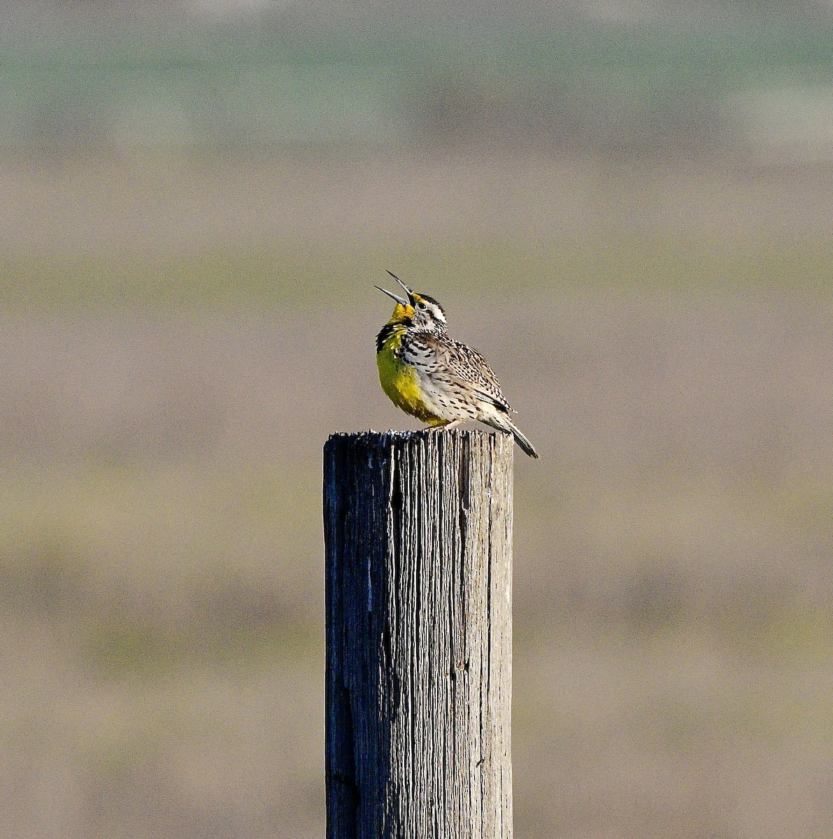 Western Meadowlark - ML617909956