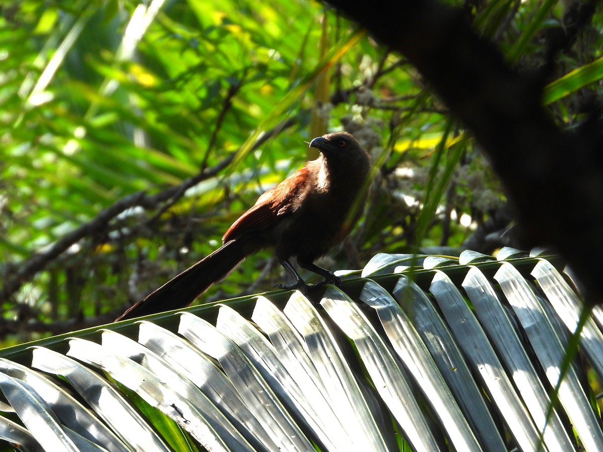 Andaman Coucal - ML617909984