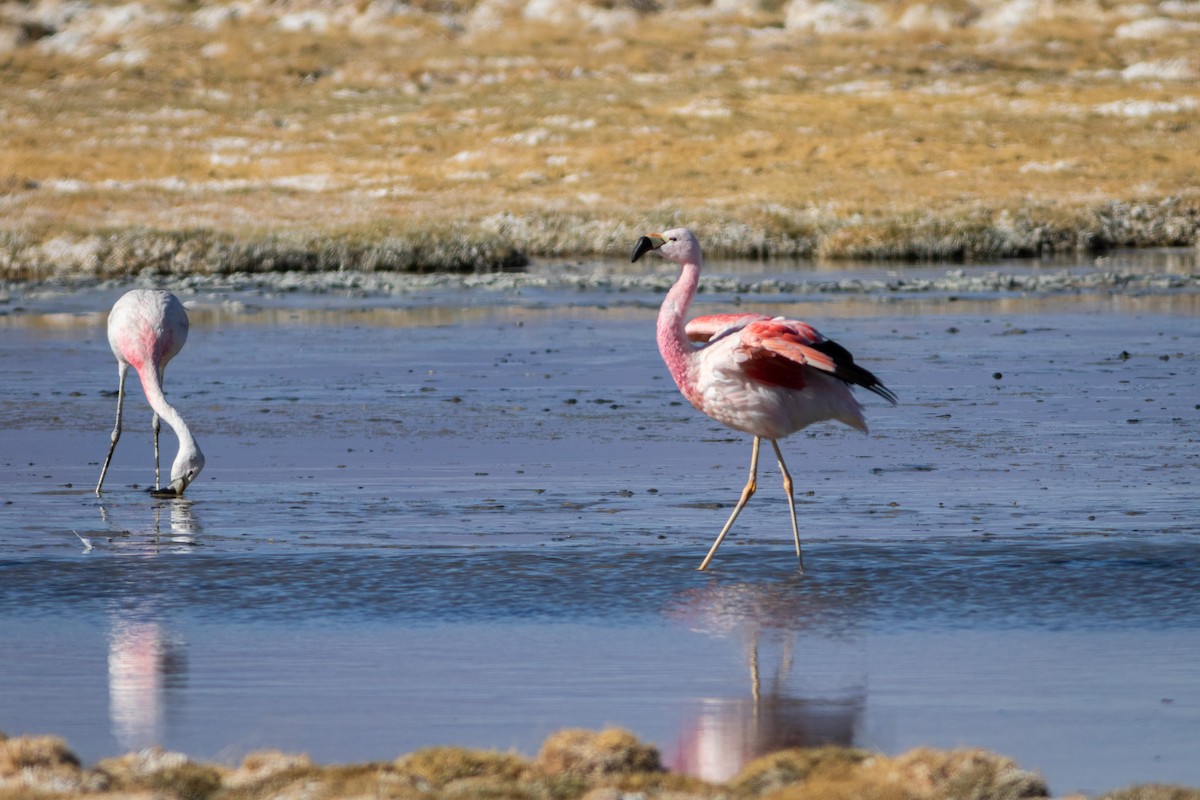 Andean Flamingo - Ariel Cabrera Foix