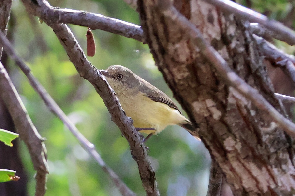 Buff-rumped Thornbill - ML617910092