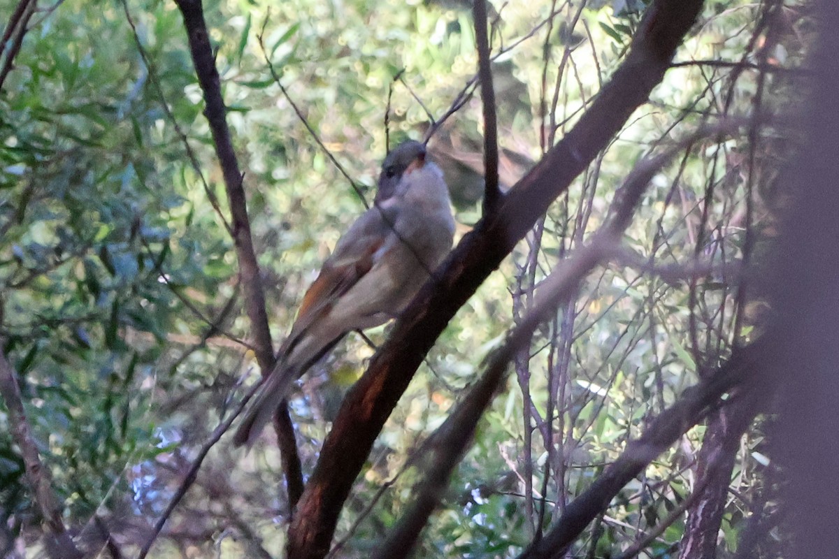 Golden Whistler - ML617910121