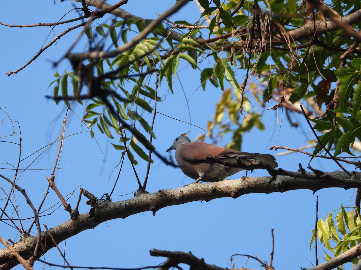 Red Collared-Dove - ML617910132