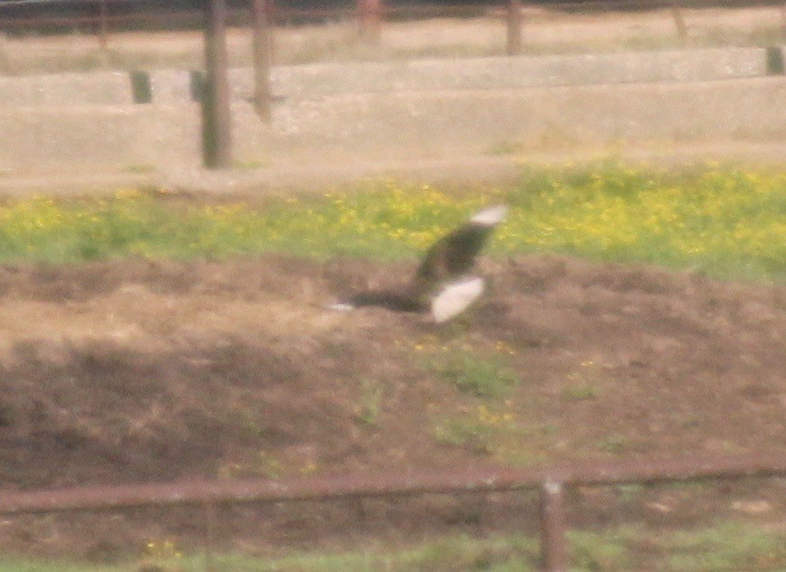 Crested Caracara - ML617910152