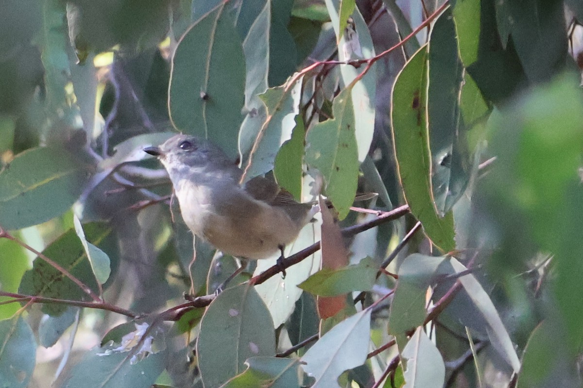 Golden Whistler - ML617910174