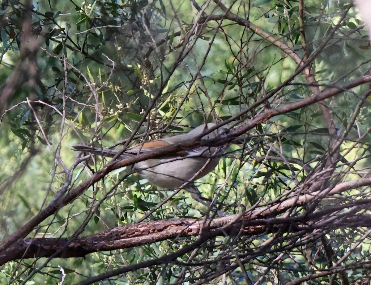 Golden Whistler - ML617910176