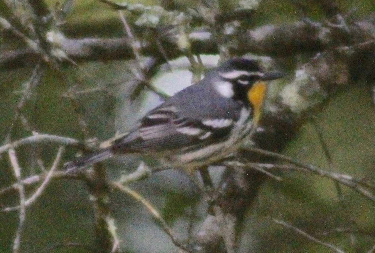 Yellow-throated Warbler - ML617910203