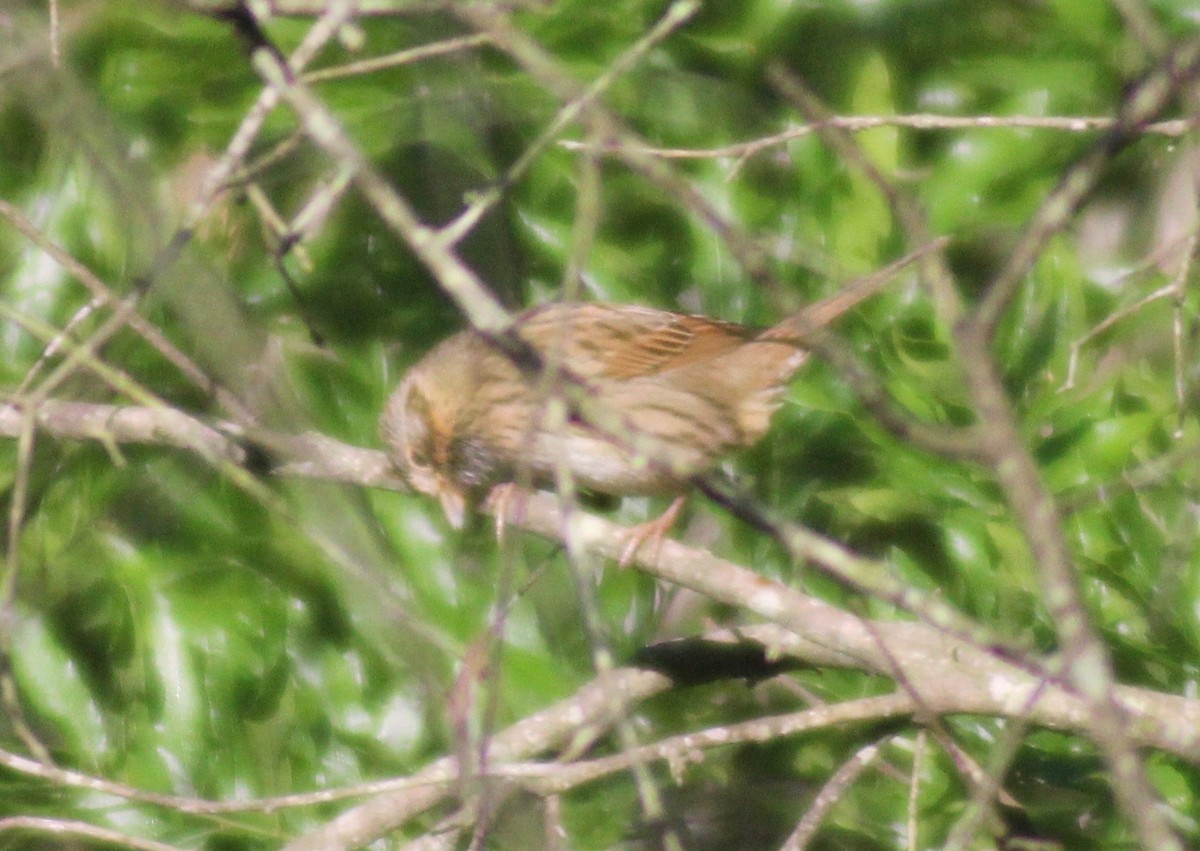 Lincoln's Sparrow - ML617910217