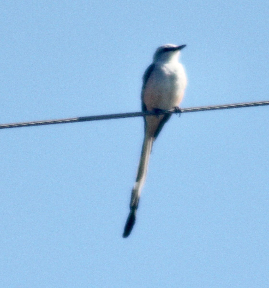 Scissor-tailed Flycatcher - ML617910229