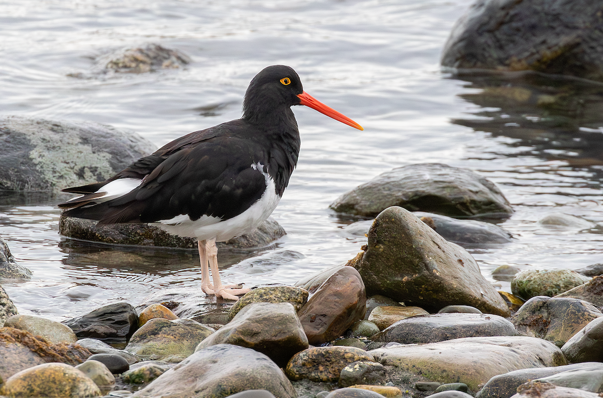 Magellanic Oystercatcher - ML617910235