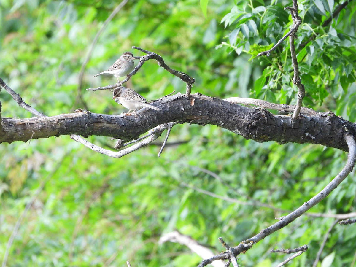 Clay-colored Sparrow - Vidhya Sundar