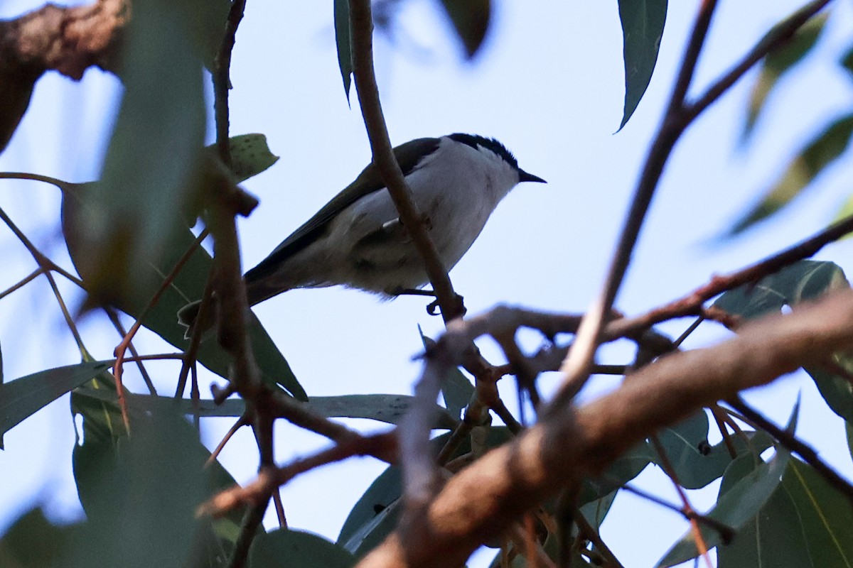 White-naped Honeyeater - ML617910308