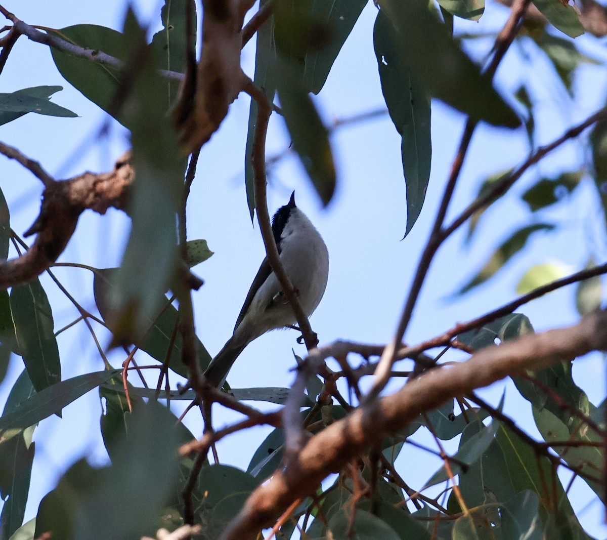 White-naped Honeyeater - ML617910309