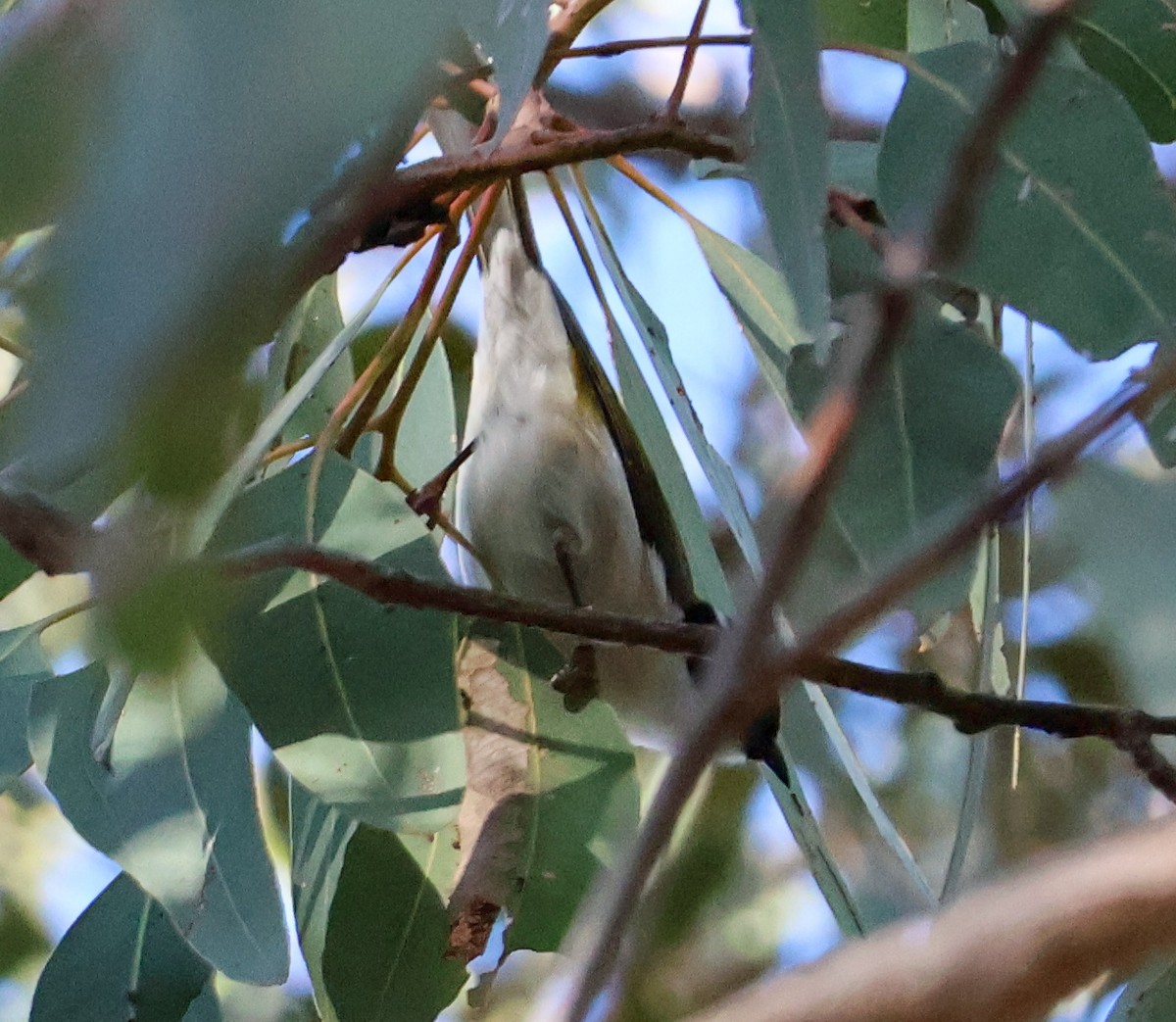 White-naped Honeyeater - ML617910310