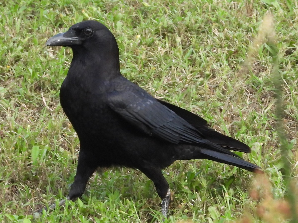 American Crow - ML617910326