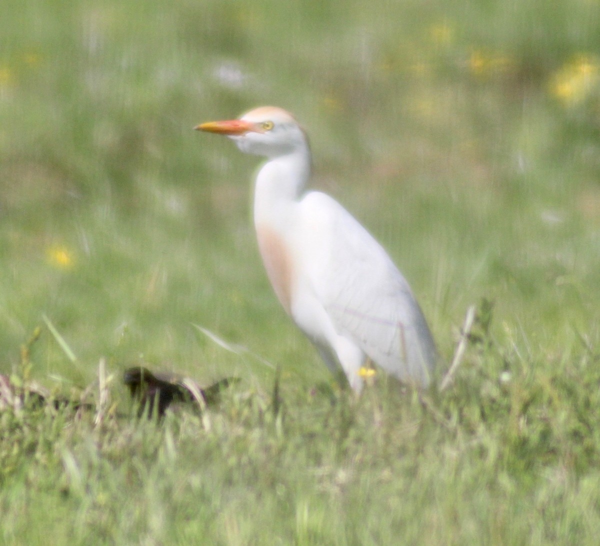 Western Cattle Egret - ML617910349