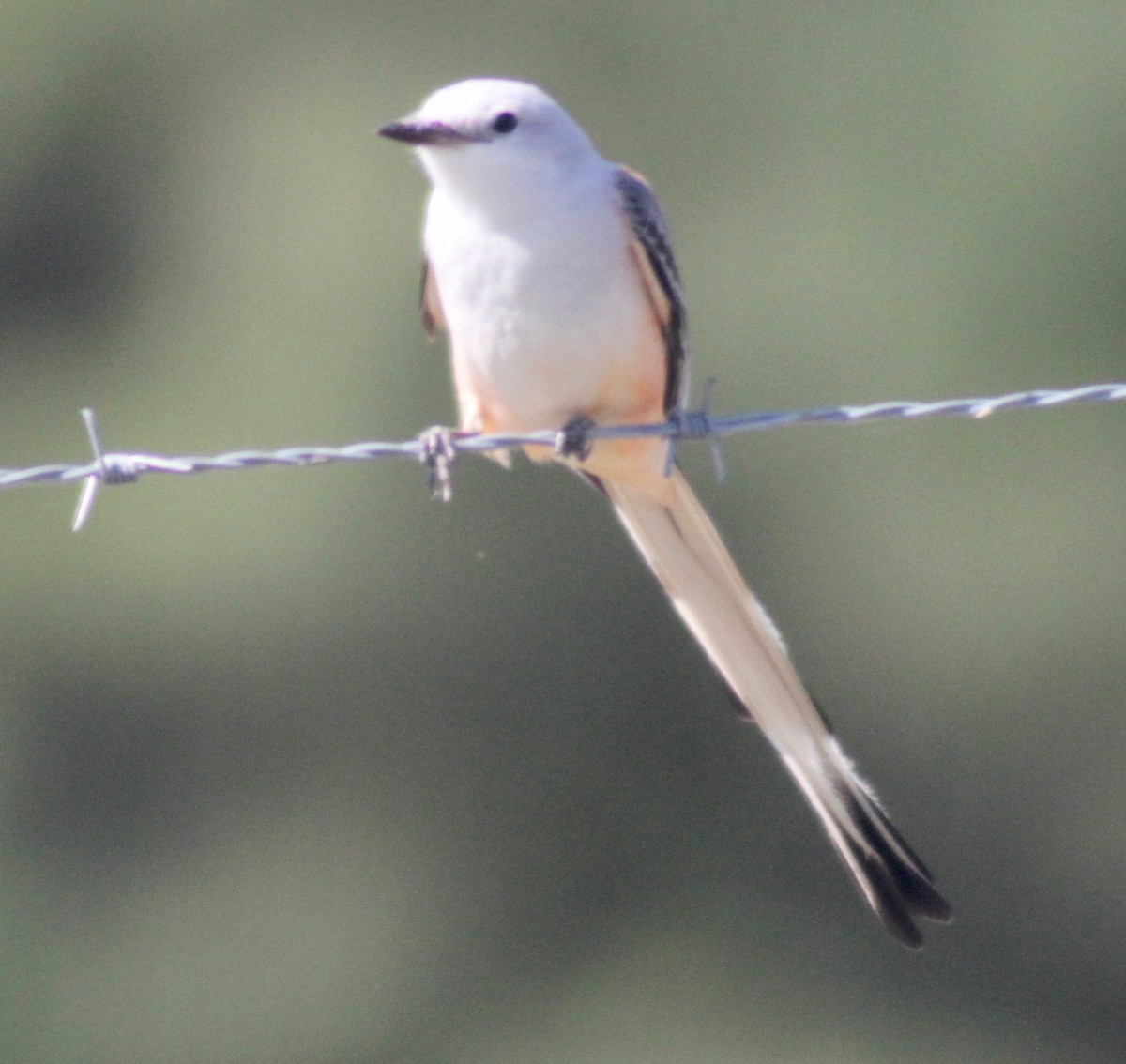 Scissor-tailed Flycatcher - ML617910365