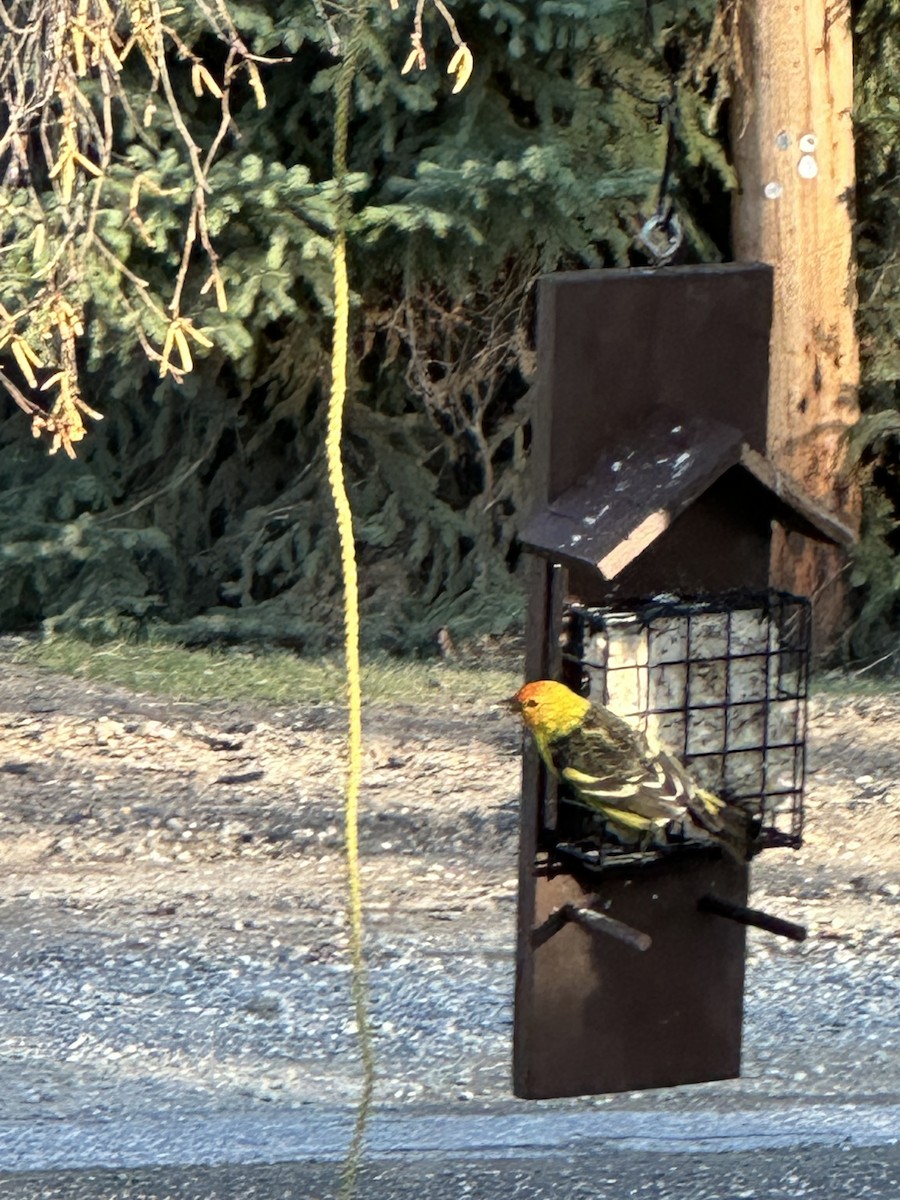 Western Tanager - ML617910370