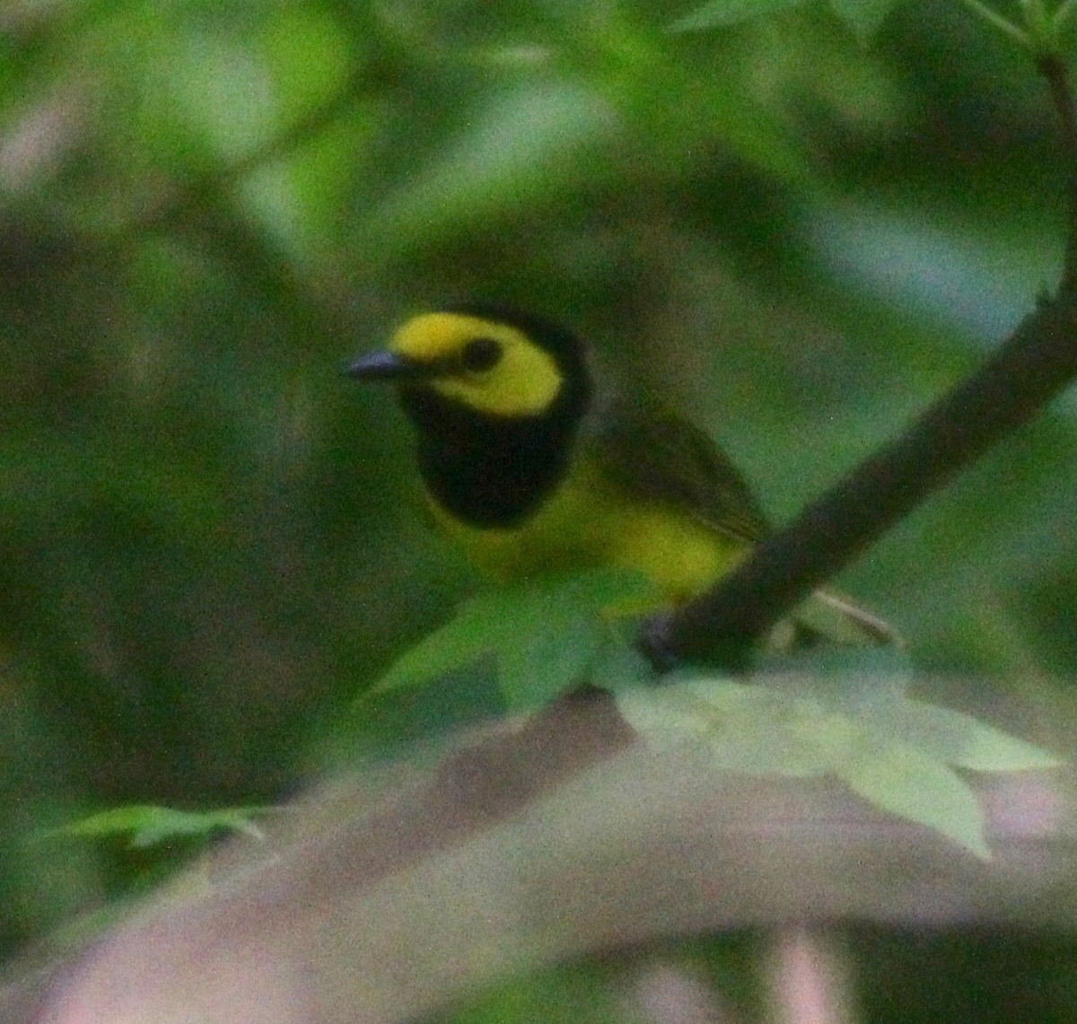 Hooded Warbler - David Brotherton, cc