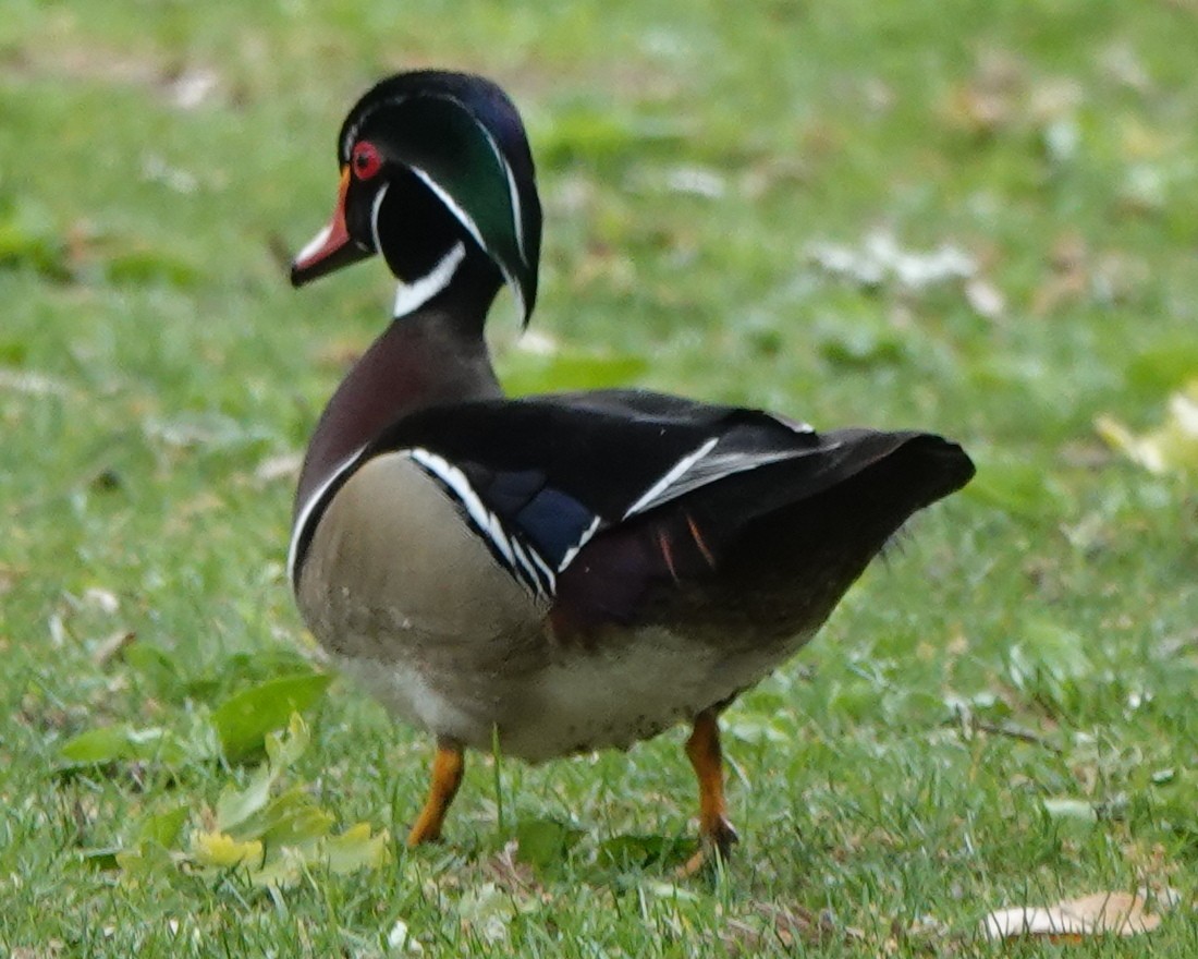 Wood Duck - ML617910417