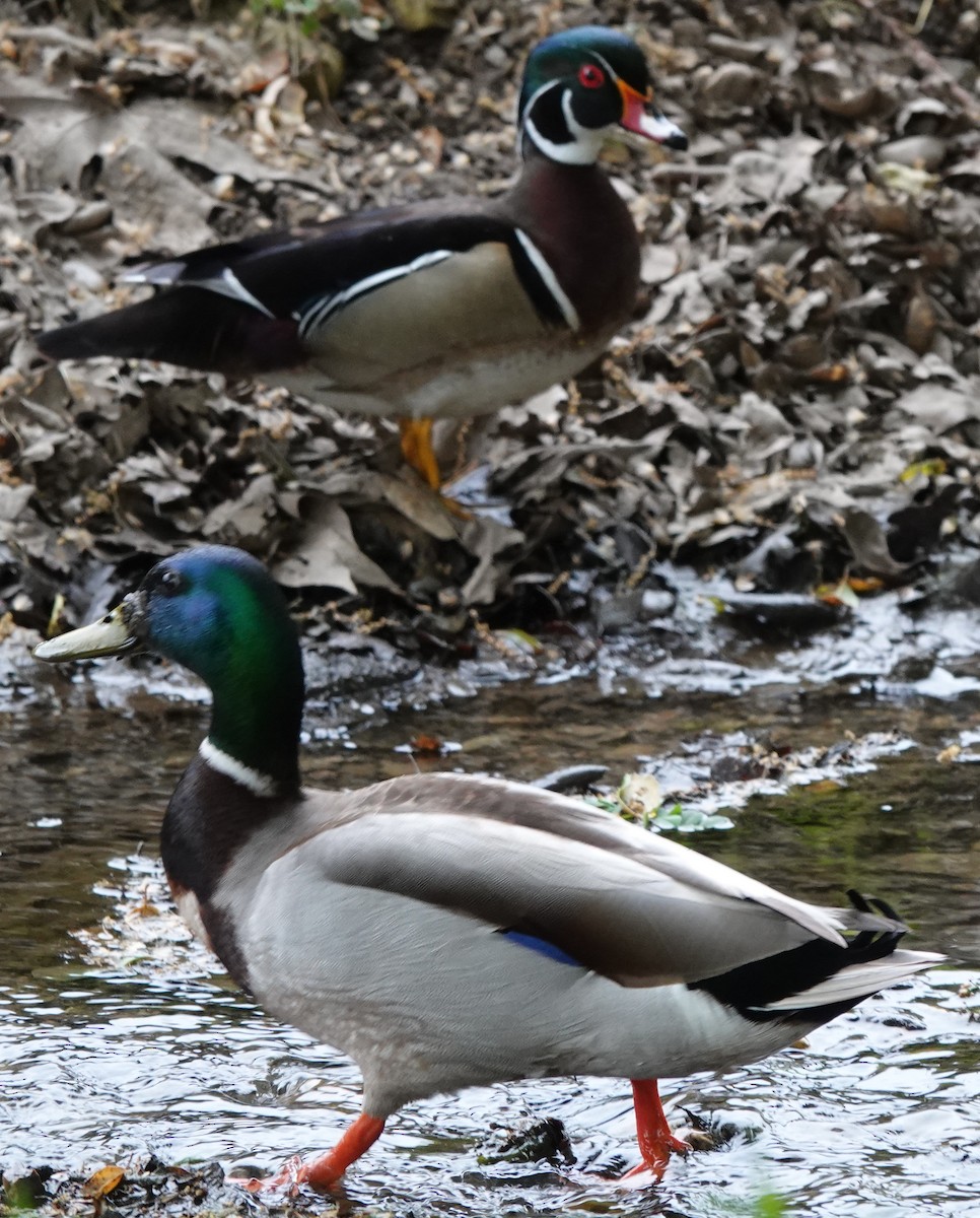 Wood Duck - ML617910420