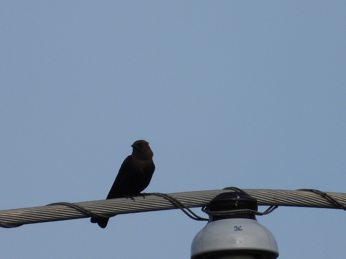 Brown-headed Cowbird - ML617910426