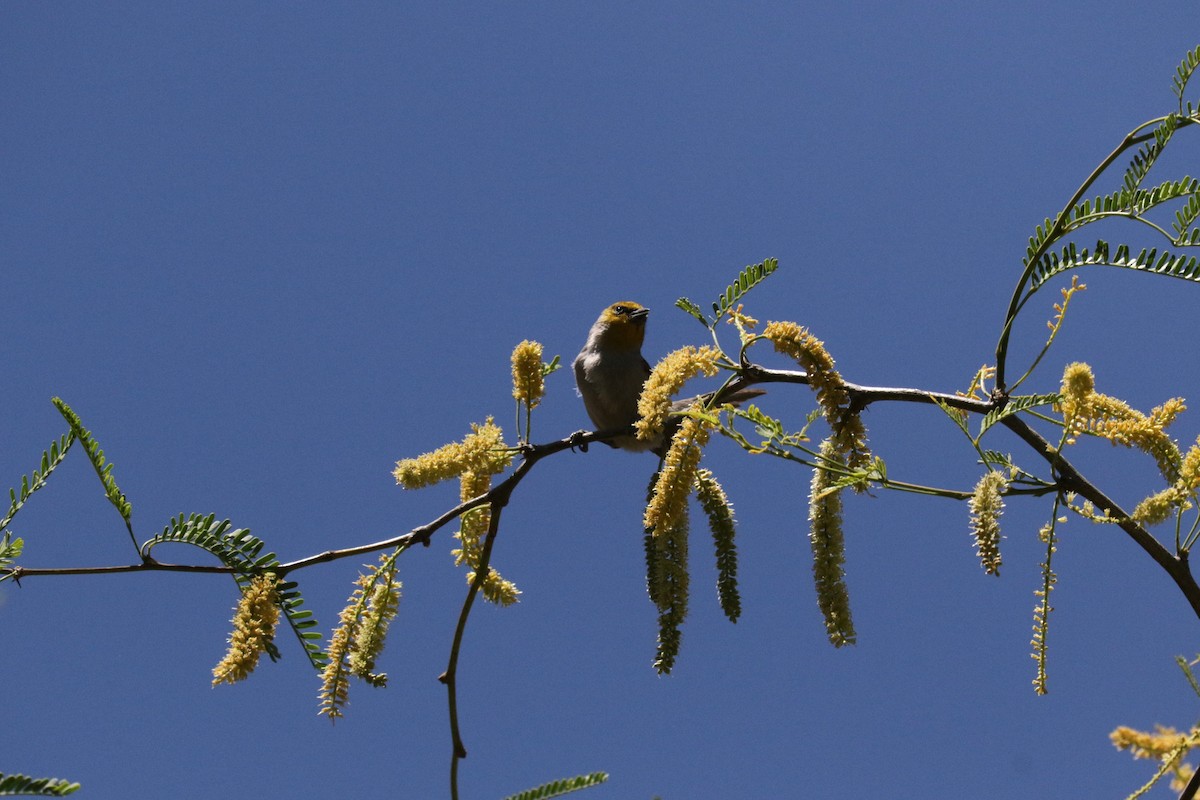 Pájaro Moscón Baloncito - ML617910436