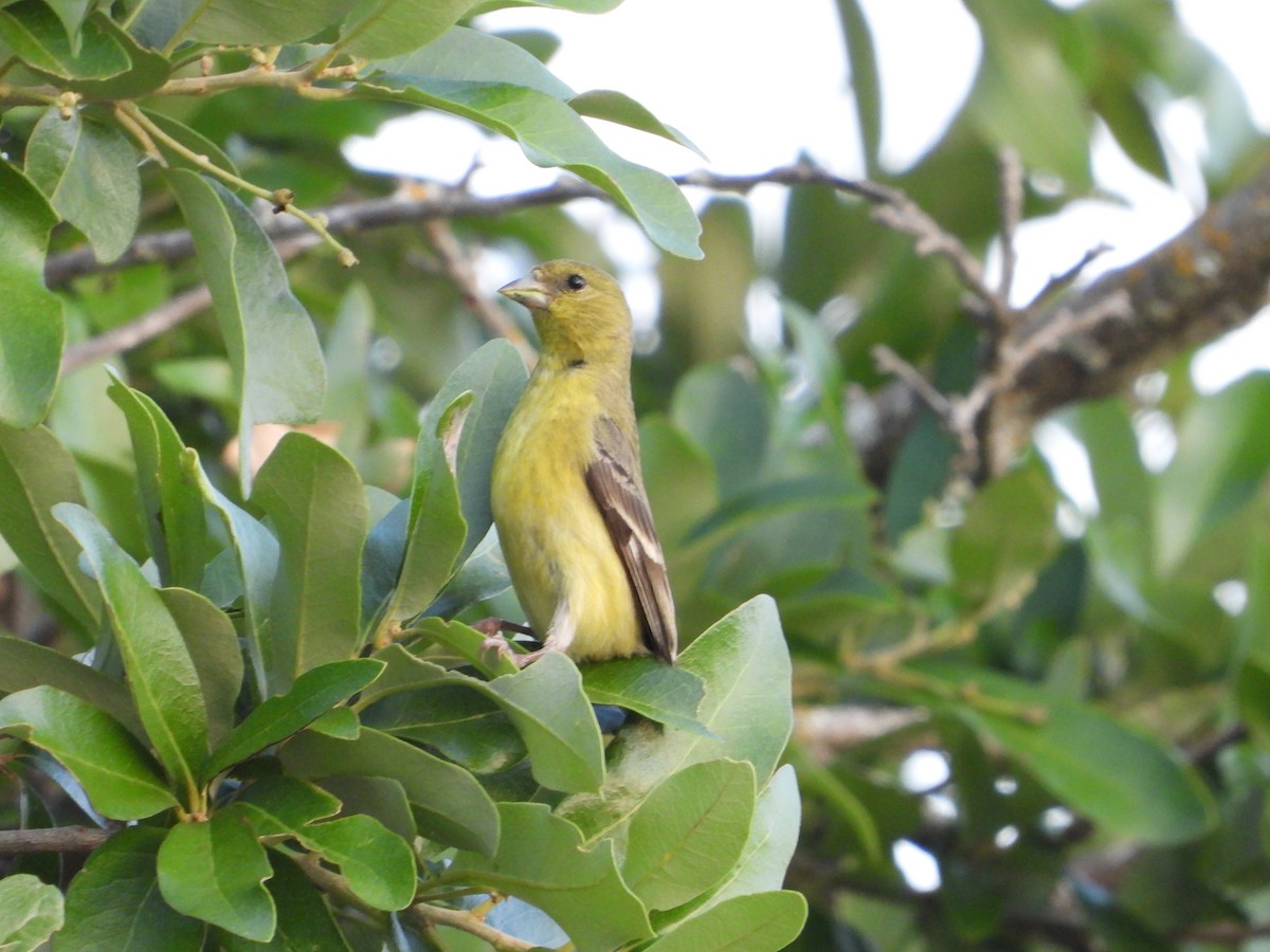 Lesser Goldfinch - ML617910450