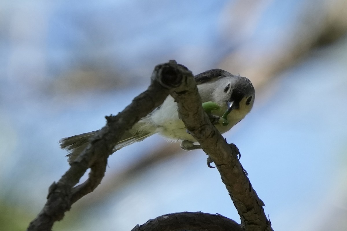 Mésange bicolore - ML617910467