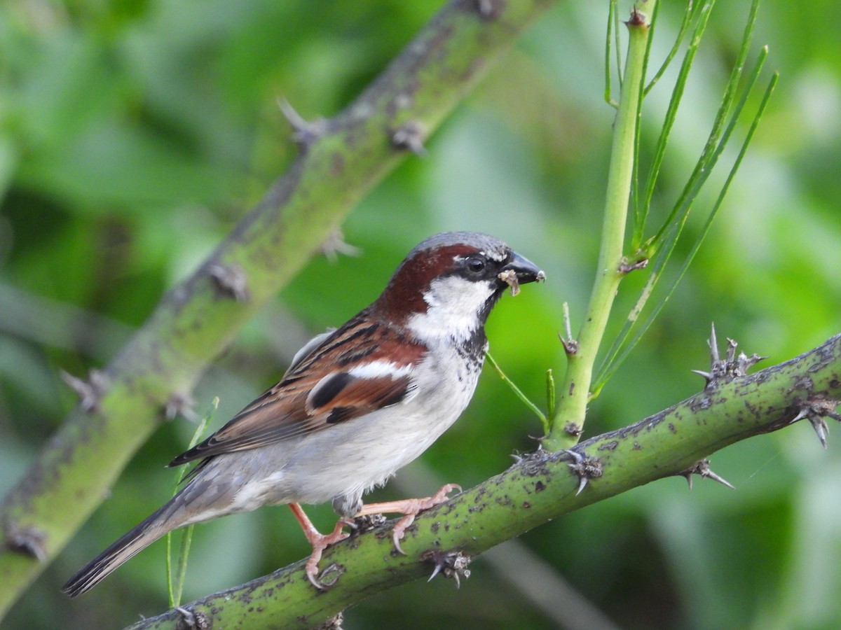 Moineau domestique - ML617910476