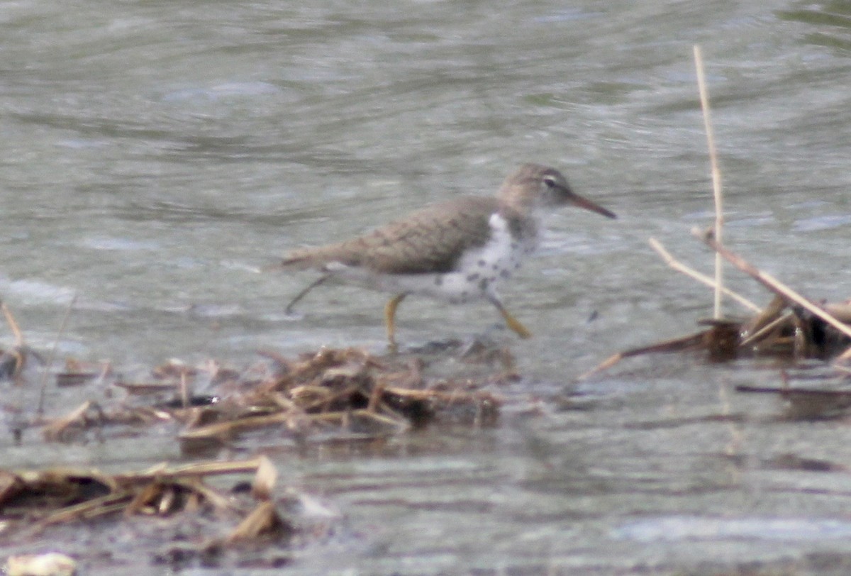 Spotted Sandpiper - ML617910477