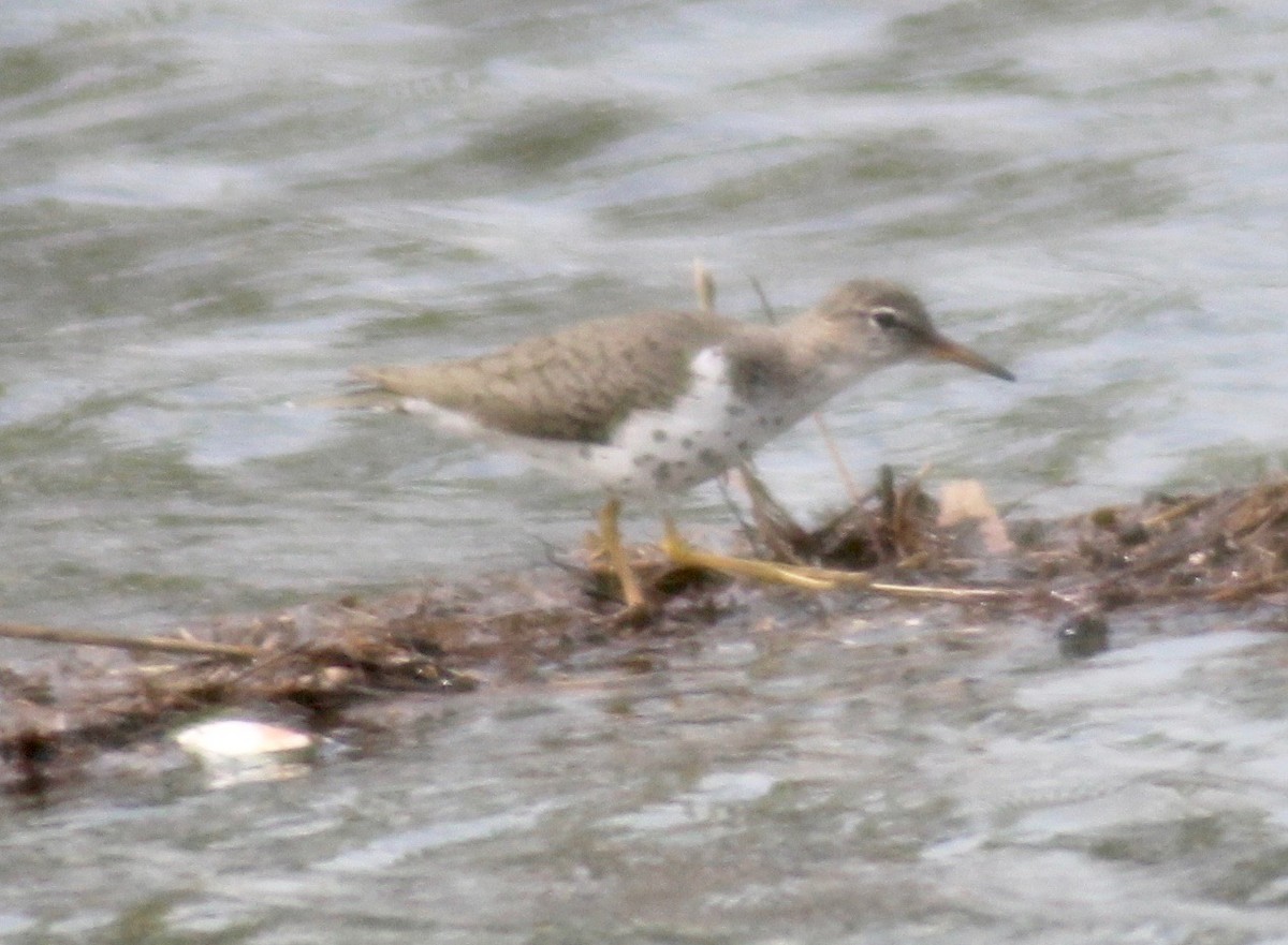 Spotted Sandpiper - ML617910478