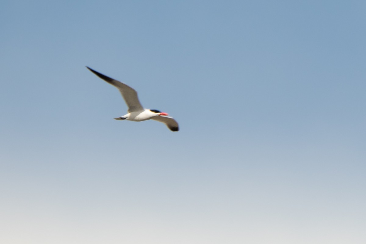 Caspian Tern - ML617910490