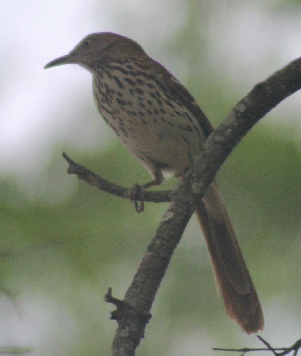 Brown Thrasher - ML617910495