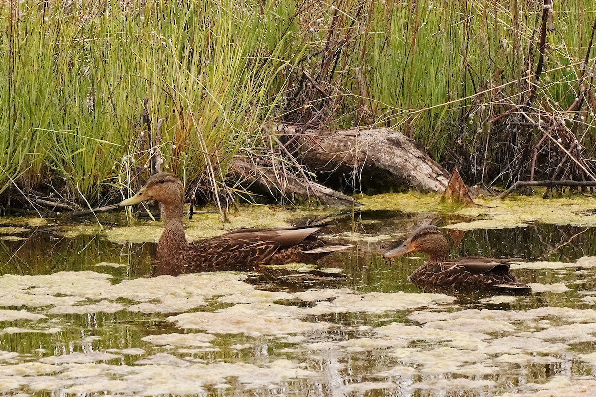 Canard du Mexique - ML617910539