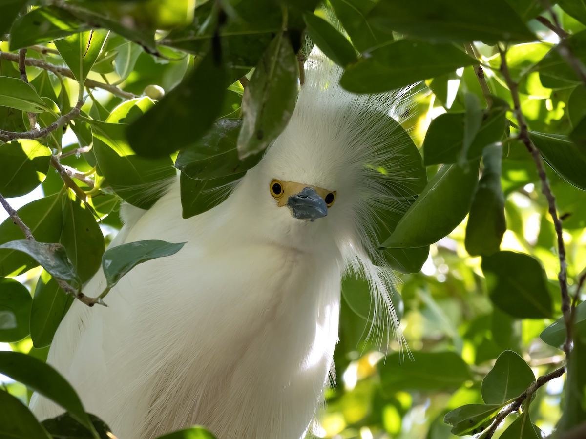 Snowy Egret - Robert Hamilton