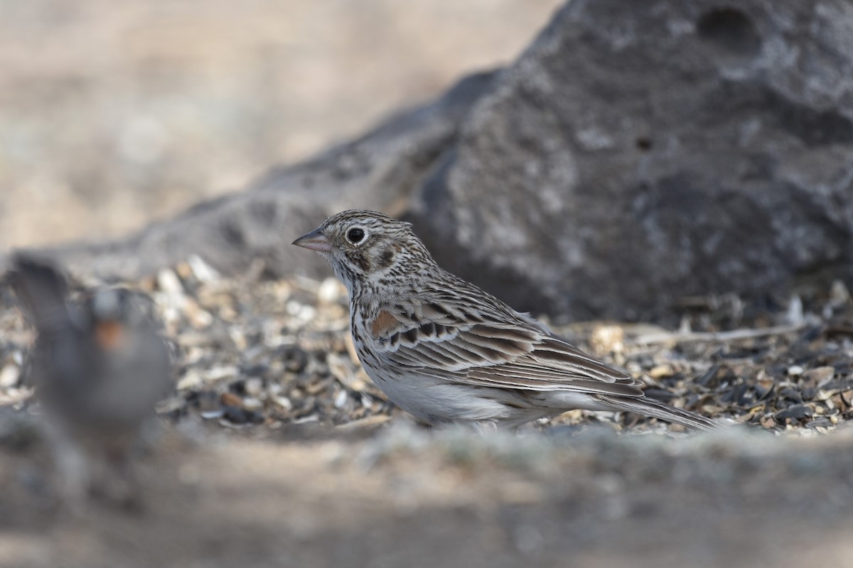 Vesper Sparrow - Eleni Kondilis